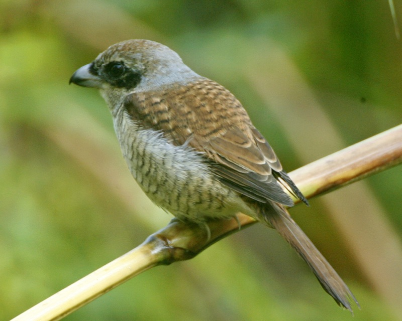 5 Fakta Burung Cendet