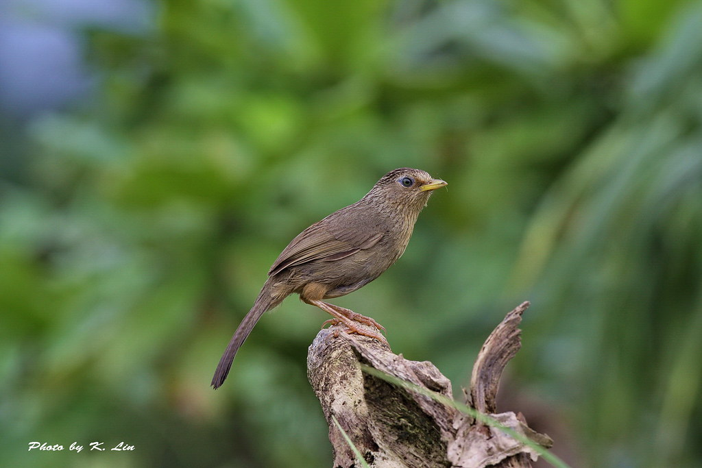 4 Fakta Burung Wambi