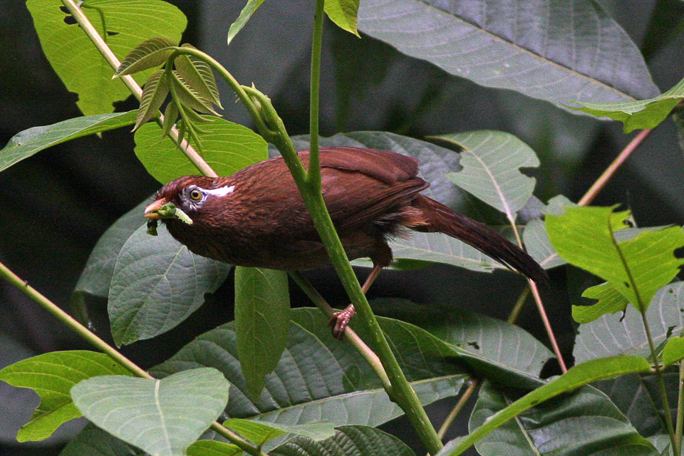 4 Fakta Burung Wambi
