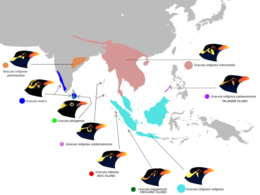 6 Fakta Burung Beo