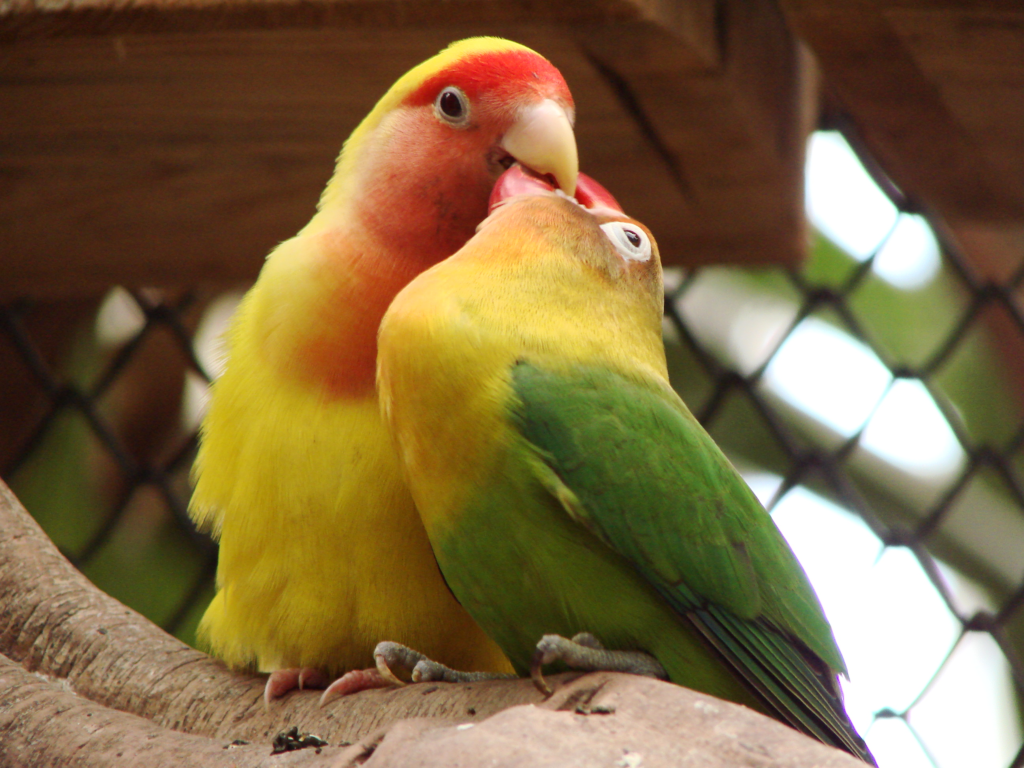 6 Fakta Burung Lovebird