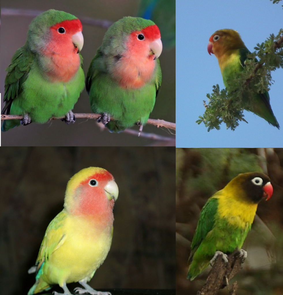 6 Fakta Burung Lovebird