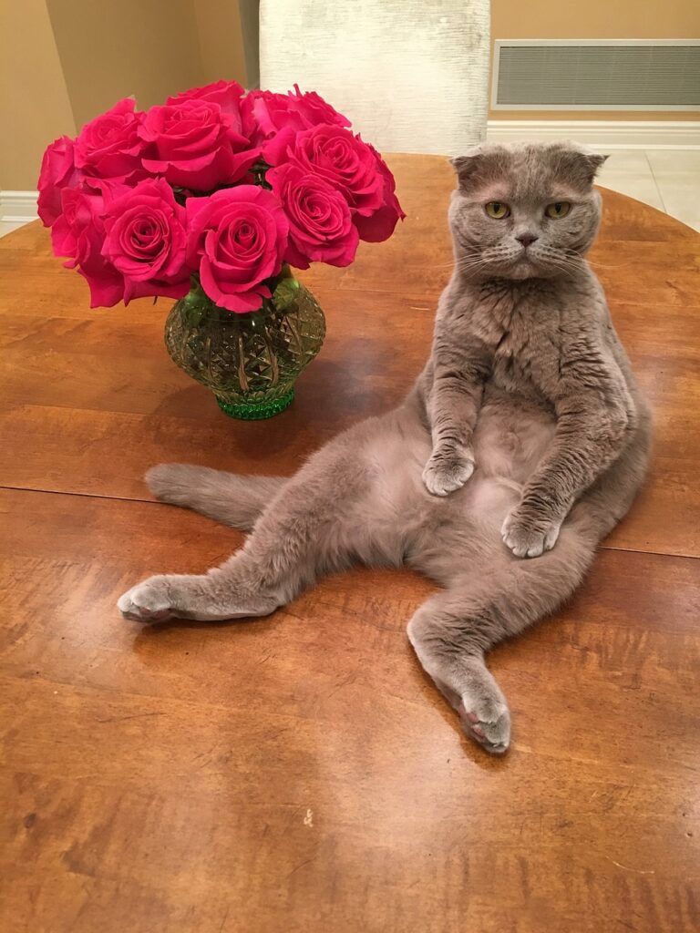 Mengenal Kucing Scottish Fold