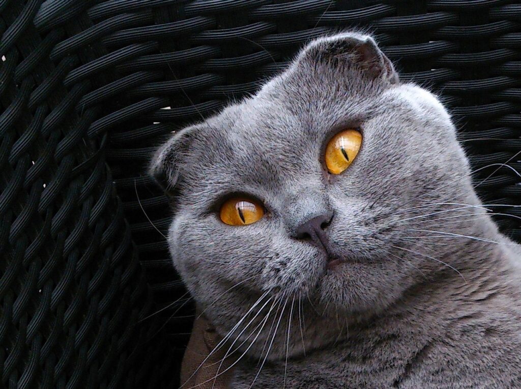 Mengenal Kucing Scottish Fold