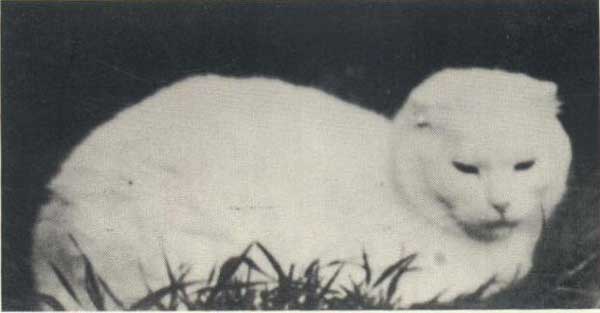Mengenal Kucing Scottish Fold