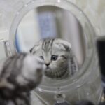 Mengenal Kucing Scottish Fold