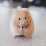 Fakta Hamster