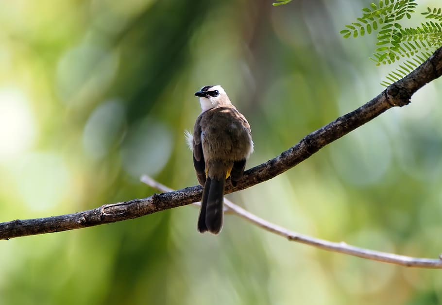 5 Fakta Burung Cerucuk